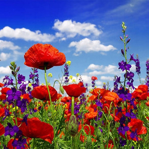 Friendly cooperation