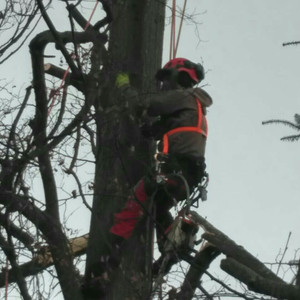 Wiewiór Alpinizm Przemysłowy