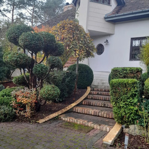 🌲🌳🌿Lubczyk w ogrodzie 🌱🍁