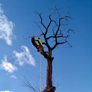 Alpinista Drzewny Kowalik