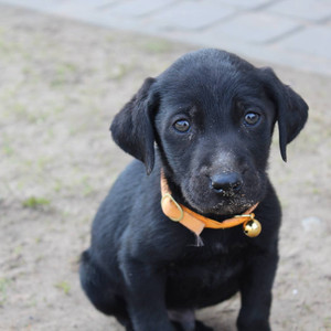 "Skotbud-łan,tu,fri."