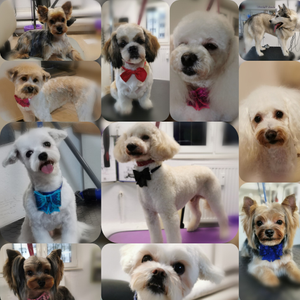 Psi Salonik Piękności